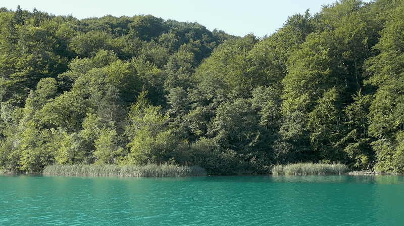 Picture of the amazing Plitvice lakes surrounded by a lush forest.